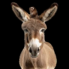 DarkDonkey